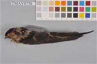 藏品(赤腰燕)的圖片